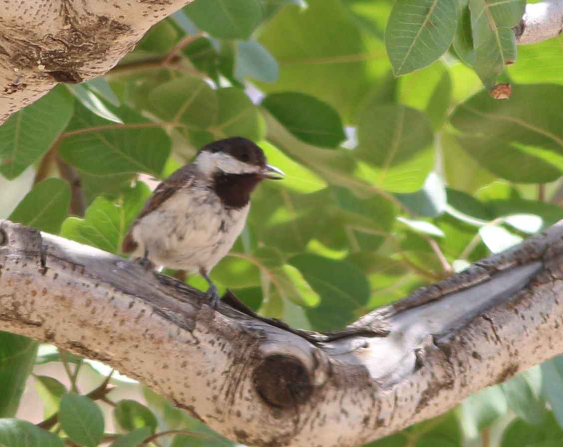 Sombre Tit